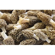 Morel Mushrooms